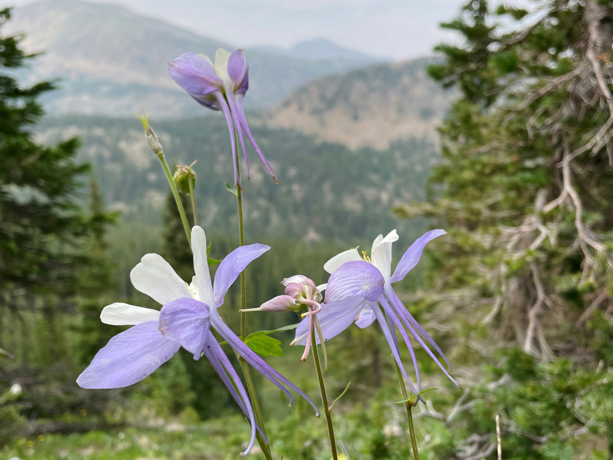 Backpacking Colorado Wilderness Hike