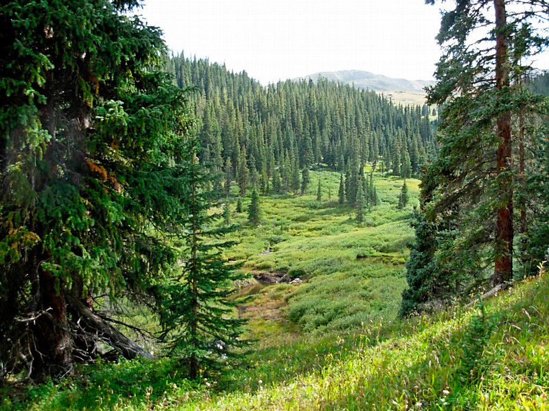 Backpacking Colorado Wilderness Alpine Forest